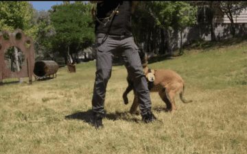 K9 köpekleri