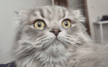 Kedi Dua