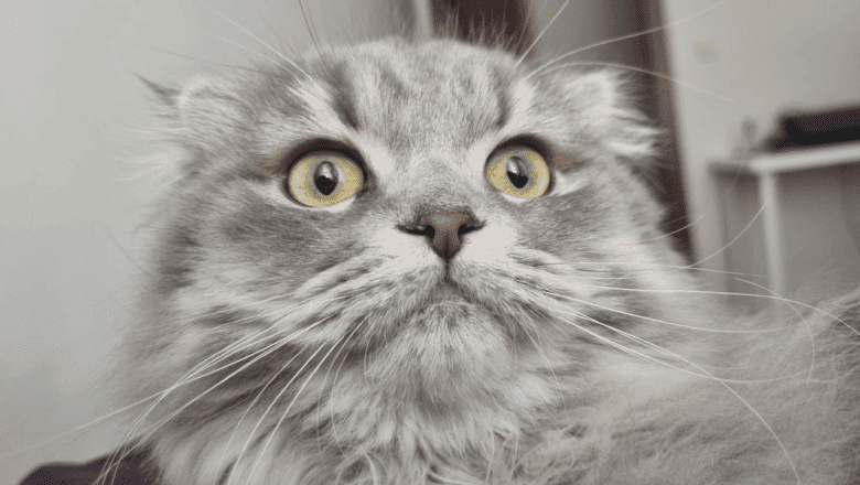 Kedi Dua